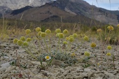 Eriogonum argophyllum