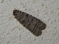 Dioryctria mendacella