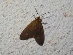 Dysauxes famula