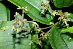 Miconia aliquantula