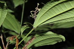 Miconia aliquantula