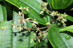 Miconia aliquantula