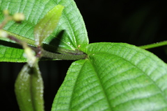 Miconia aliquantula