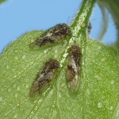 Pachypsylla celtidisvesicula