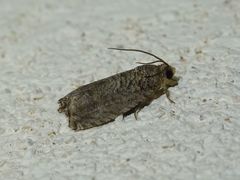 Tortricidae