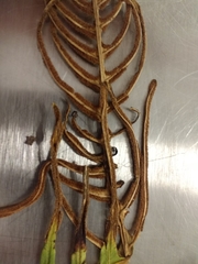 Plagiogyria pectinata