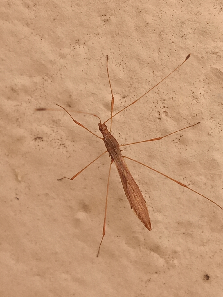 Jalysus reductus