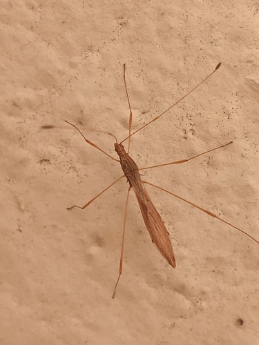 Jalysus reductus