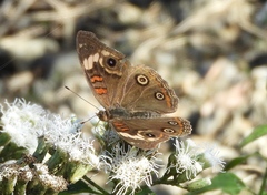 Junonia pacoma