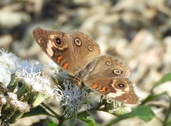 Junonia pacoma