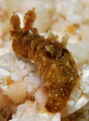 Polycera risbeci