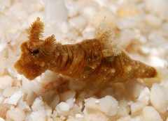 Polycera risbeci