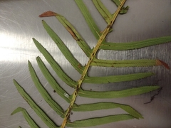 Plagiogyria pectinata