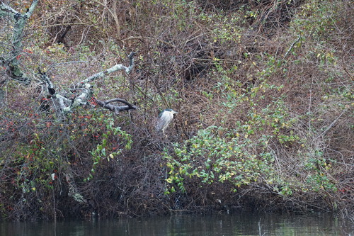 Black-crowned Night Heron photographed in Massachusetts