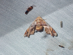 Eutelia callichroma
