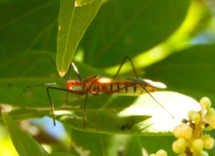 Zelus grassans