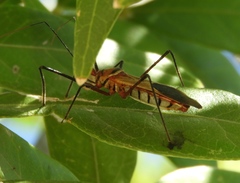 Zelus grassans