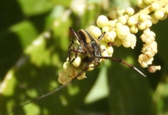 Sphaenothecus maccartyi