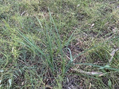 Dianella tarda