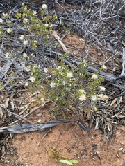 Olearia muelleri