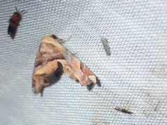 Eutelia callichroma