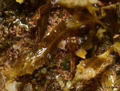 Sargassum aquifolium