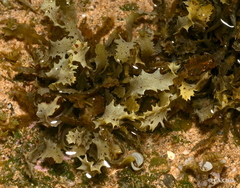 Sargassum aquifolium