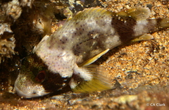 Sebastapistes coniorta