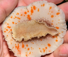 Platydoris formosa