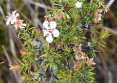Leptospermum arachnoides