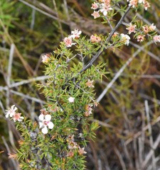 Leptospermum arachnoides