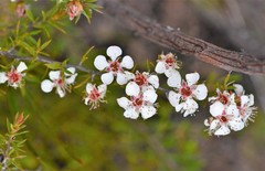 Leptospermum arachnoides