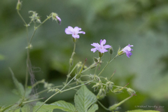 Geranium gracile