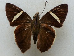 Murgaria carmelita