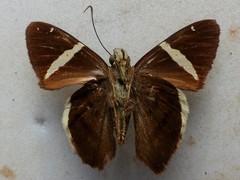 Murgaria carmelita