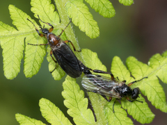 Bibio articulatus