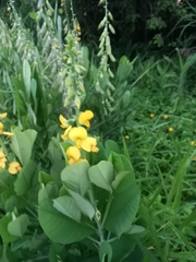 Crotalaria spectabilis