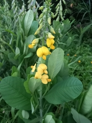 Crotalaria spectabilis