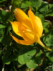 Crocus scharojanii