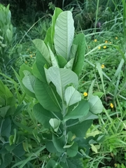 Crotalaria spectabilis