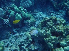 Chaetodon multicinctus
