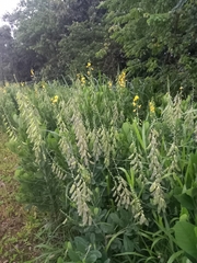 Crotalaria spectabilis