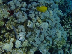 Chaetodon multicinctus
