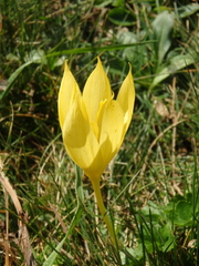 Crocus scharojanii