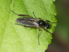 Bibio articulatus