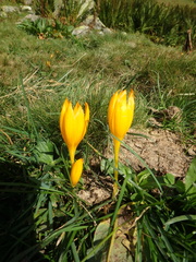 Crocus scharojanii