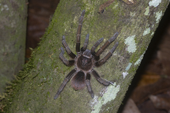 Phormictopus atrichomatus