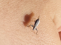 Pandeleteius nodifer