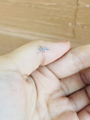 Pandeleteius nodifer