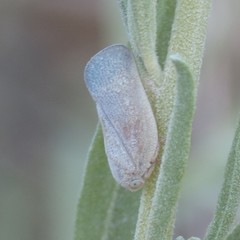 Flatormenis saucia